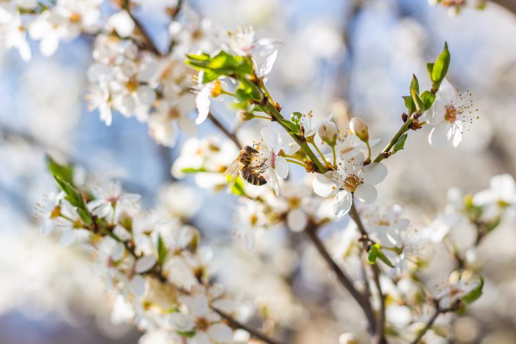 عکس زنبور بر روی شکوفه‌های بهاری