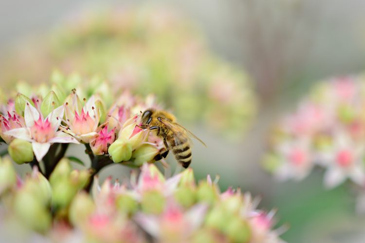 عکس نوشیدن شهد گل توسط زنبور عسل