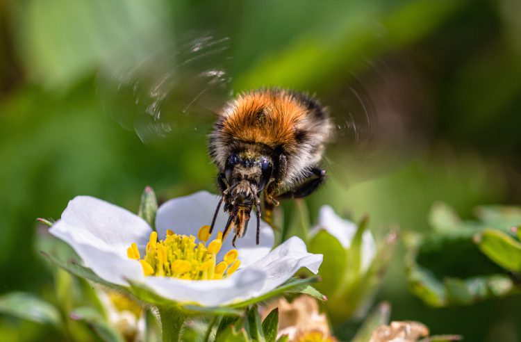 عکس گونه‌ای خاص از زنبور عسل