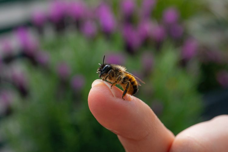 عکس زنبور عسل نشسته بر دست