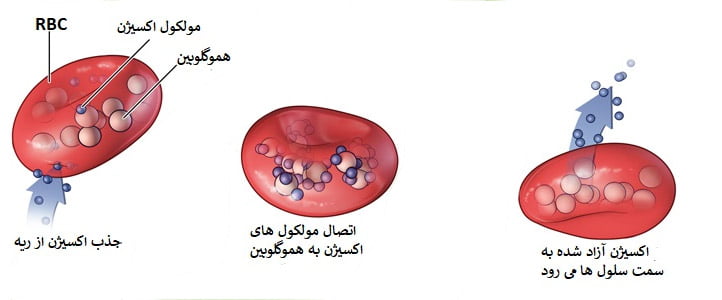 نقش سلول خونی در بدن