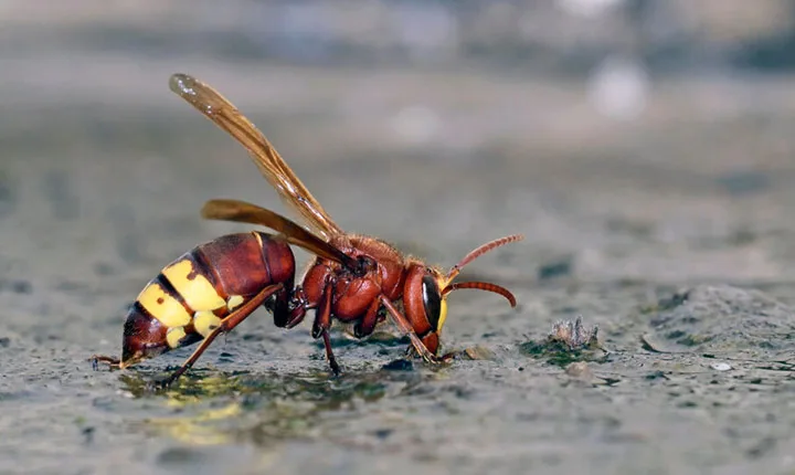 زنبور قرمز یا زنبور گاوی