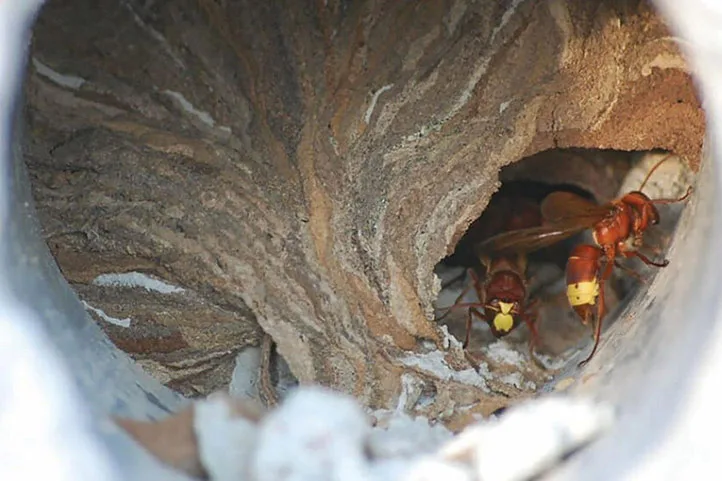 عکس زنبور قرمز در لانه