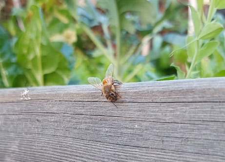زنبور عسل سوری