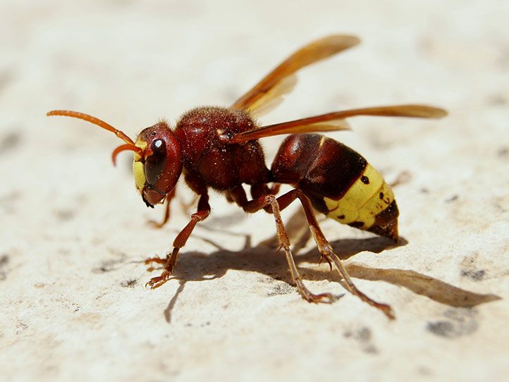 تصویر زنبور گاوی