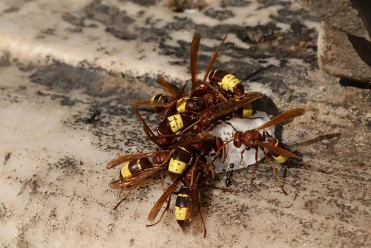 زنبورهای گاوی در حال خوردن لاشه