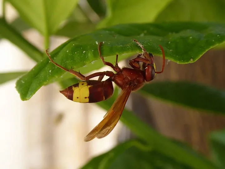 عکس زنبور گاوی یا زنبور کافر بر روی درخت