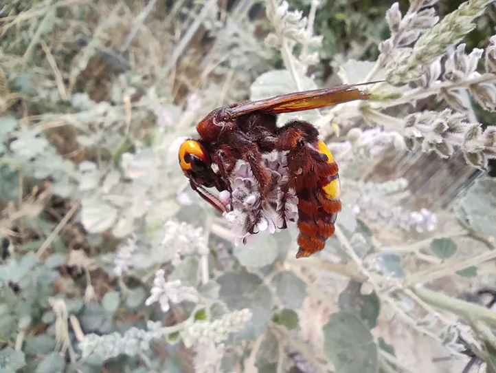 عکس زنبور قرمز بر روی گیاه