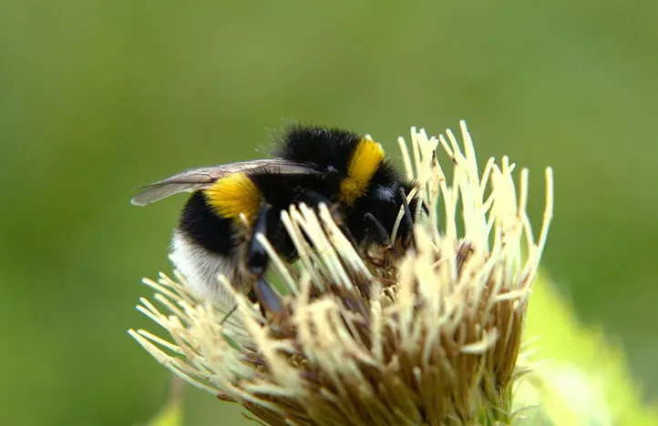 زنبور بامبل دم سفید