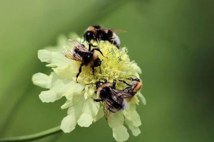 گروهی از زنبورهای بامبل مشغول کار روی یک گل