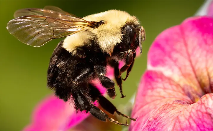 زنبور بامبل بر روی گل