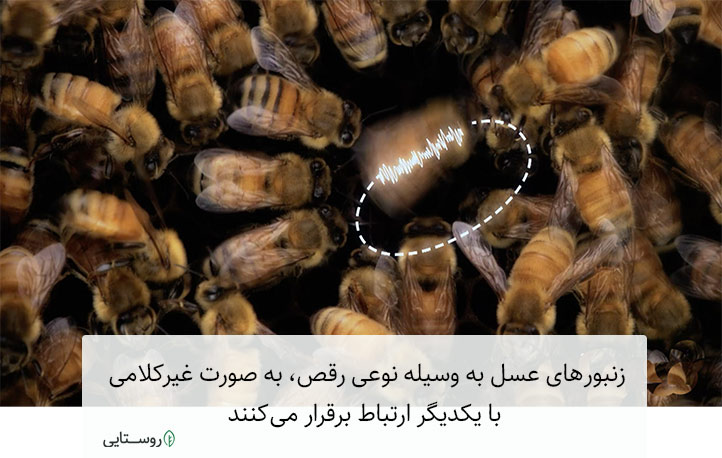 رقص زنبور