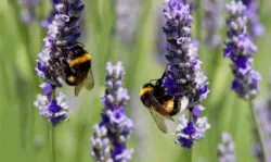 آشنایی با زنبور بامبل | بزرگ‌ترین زنبور گرده‌افشان جهان