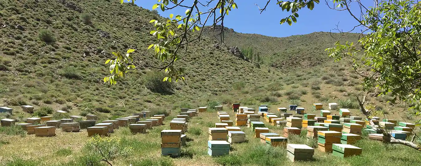 خرید عسل طبیعی از زنبوردار معتمد