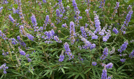 گیاه پنج انگشت