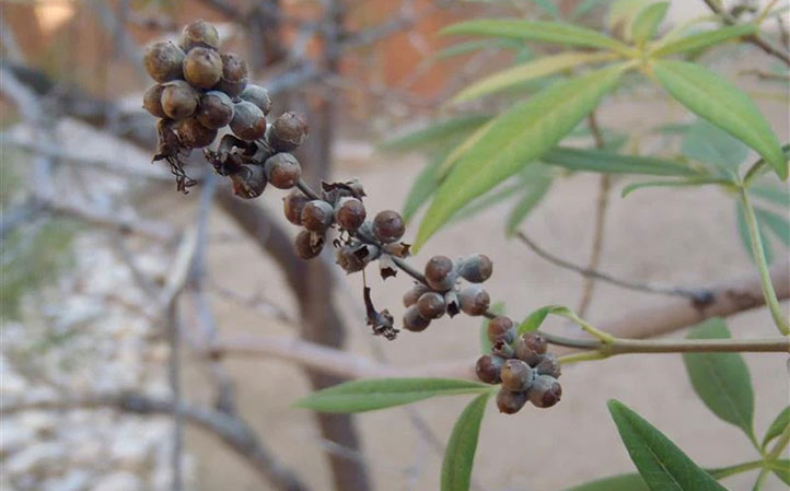 میوه گیاه پنج انگشت