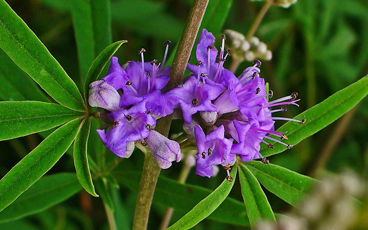 گل گیاه پنج انگشت