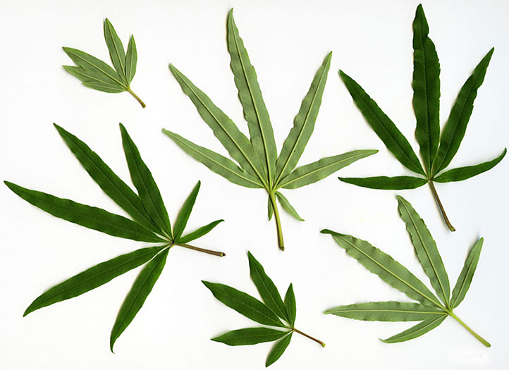 برگ گیاه پنج انگشت