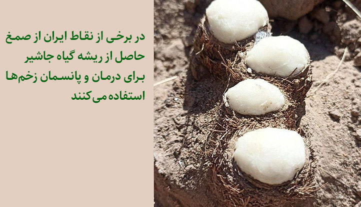 صمغ جاشیر