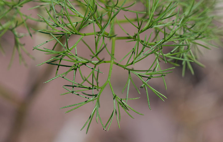 برگ گیاه جاشیر