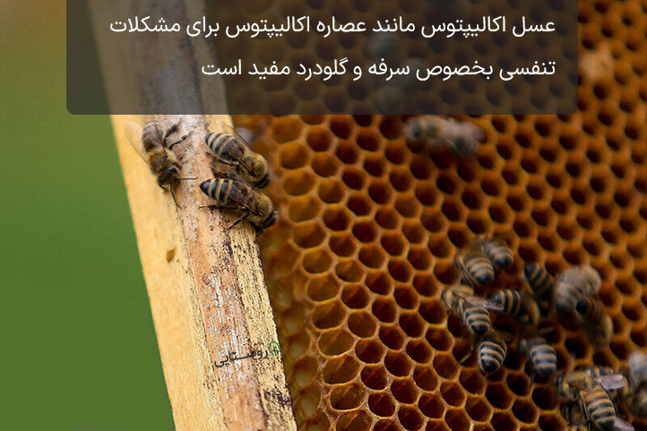 اکالیپتوس براس سرفه
