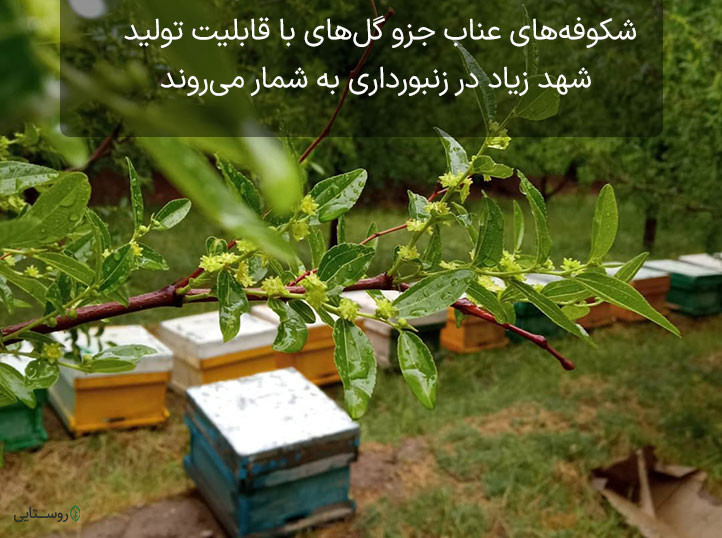 گلدهی درخت عناب