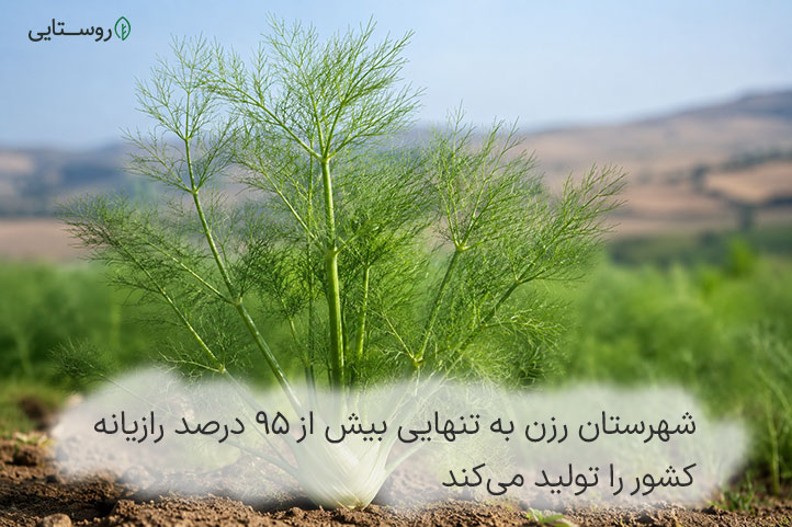رزن قطب کشت رازیانه