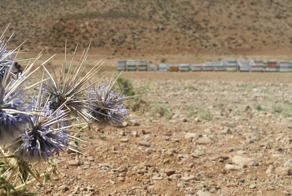 گلدهی شکر تیغال